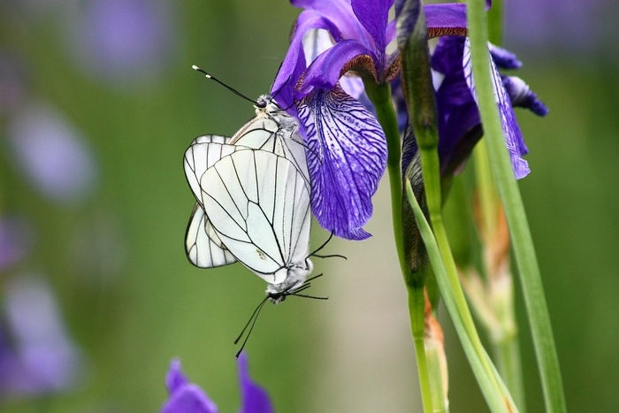 Ritorno al campo degli Iris ...